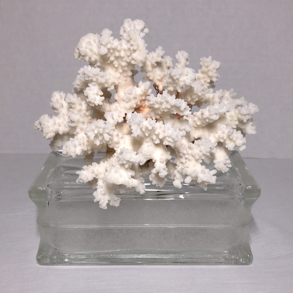 SEA CORAL TREE - Picture 8 of 8